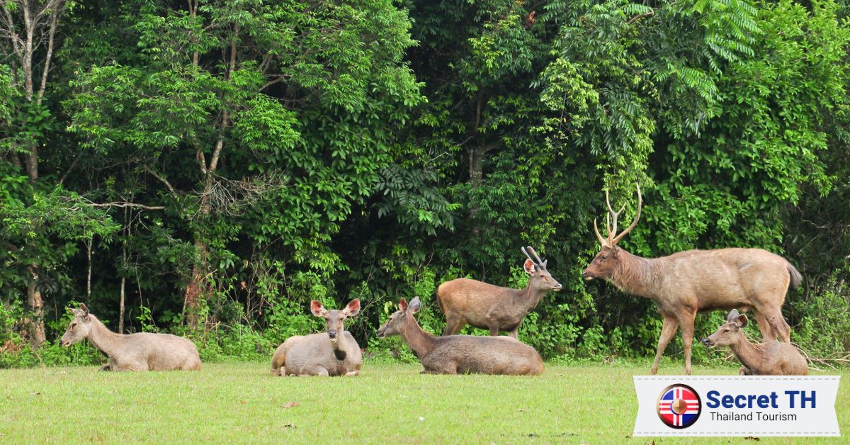 12. Khao Yai National Park