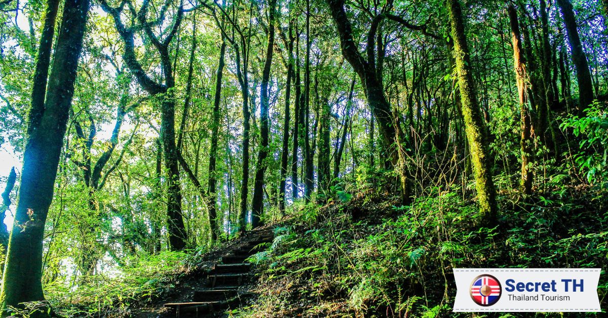 Take a hike to explore the diverse forests of the region