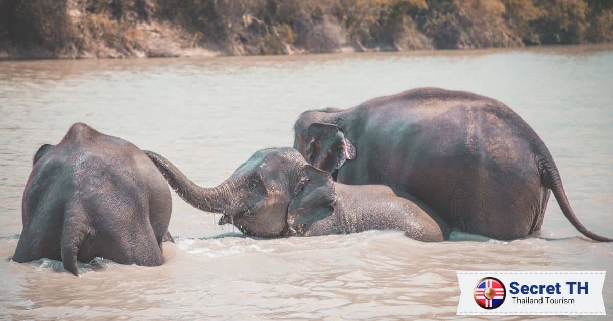 1. Elephant Nature Park - Elephant Freedom