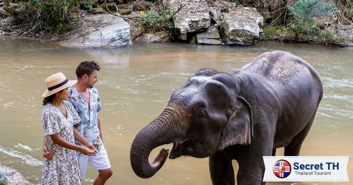 2. BEES - Burm And Emily's Elephant Sanctuary