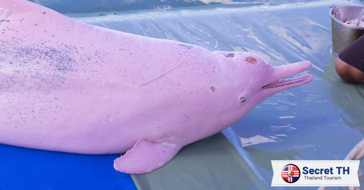 Take a Pink Dolphin Tour