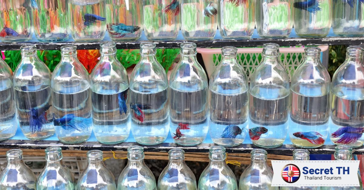 Visit the Siamese Fighting Fish Gallery