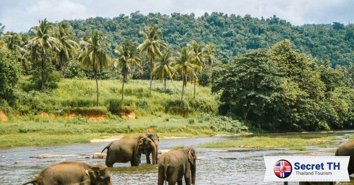 5. Into the Wild Elephant Camp