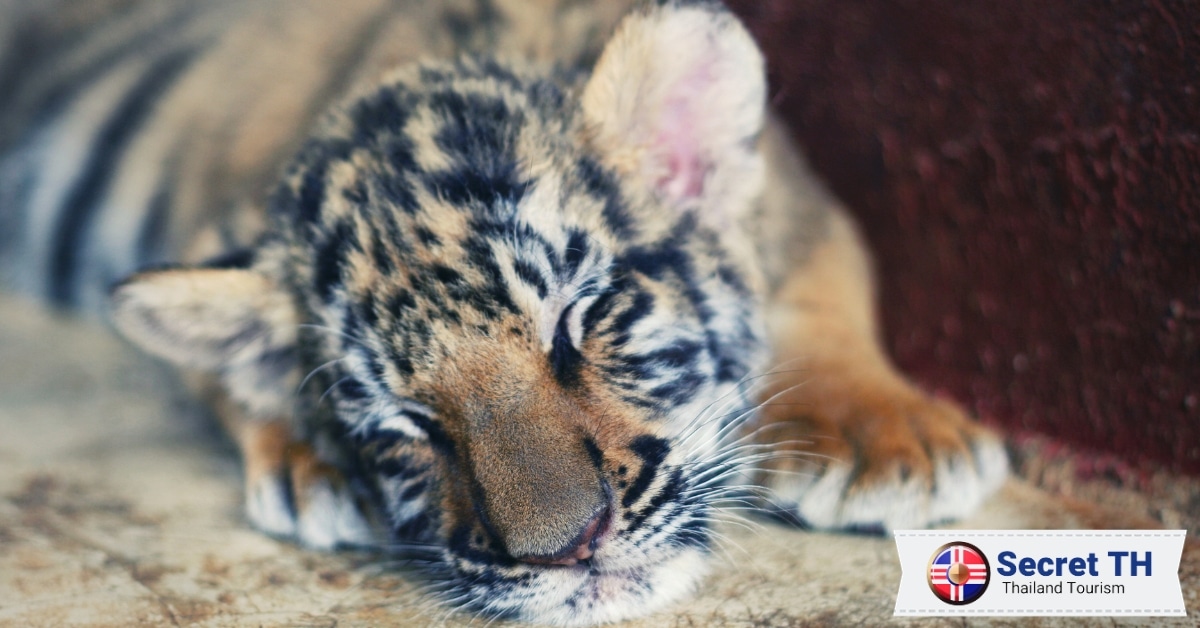 Do Not Take Selfies with Tigers