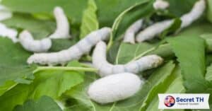 Raising Silkworms