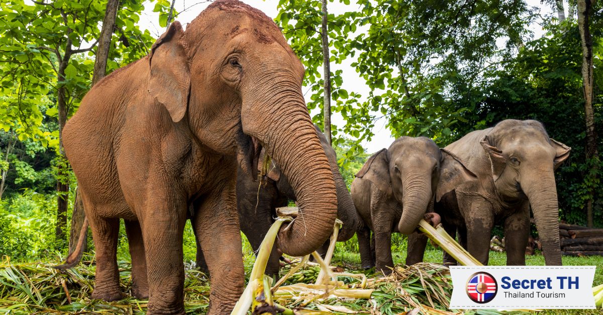 Get up close with wildlife at Elephant Nature Park
