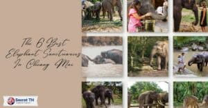 The 6 Best Elephant Sanctuaries In Chiang Mai